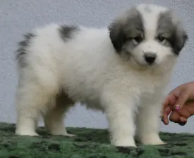 Candybelldream Elvis - Pyrenean Mountain Dog Puppy for sale