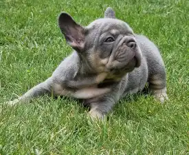Available Girls Puppy Dogs - French Bulldog Puppy for sale