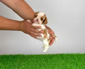 Kyrill - Cavalier King Charles Spaniel Cucciolo in vendita