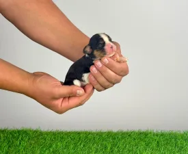 Cinty - Cavalier King Charles spániel eladó kiskutya