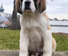 Roger - St. Bernhardshund Angebotener Welpe