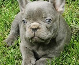 Dora - Francia bulldog eladó kiskutya