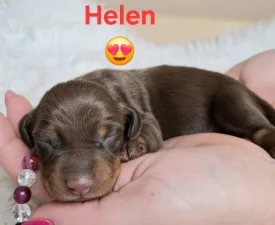 Helen  - Bassotto Cucciolo in vendita