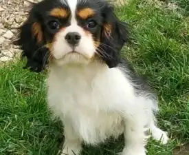 Gerry - Cavalier King Charles Spaniel Cucciolo in vendita