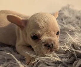Anakin - French Bulldog Puppy for sale