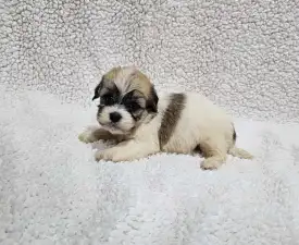 Molly - Bichon havanais Chiot à vendre