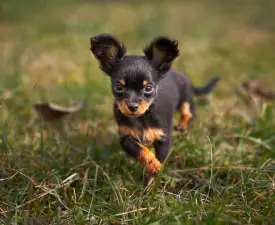 Coco Chanel - Russian Toy Terrier Puppy for sale