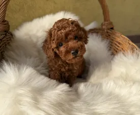 Gary - Trpasličí pudl Štěně na prodej