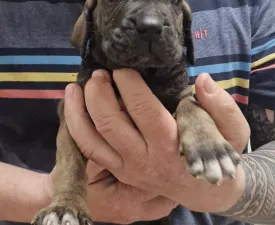 Jasmin, Joana, Jovana, Julieth - Fila Brasileiro Puppy for sale