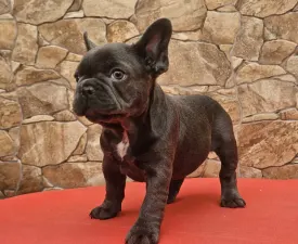 Dodó - Französische Bulldogge Angebotener Welpe