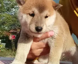 Scamp Crowd Dg - Shiba Puppy for sale