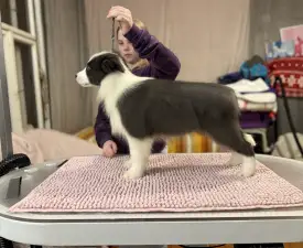 Fading Blue - Border Collie eladó kiskutya