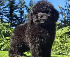 Kong - Cavapoo Puppy for sale
