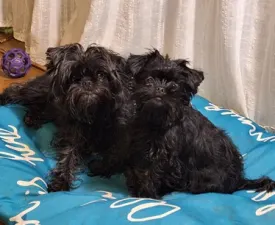 Aster - Majompincs eladó kiskutya