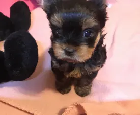 Olivér - Йоркширский терьер Щенок на продажу