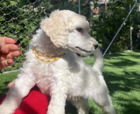 Betheny - Purple  - Poodle Standard Puppy for sale