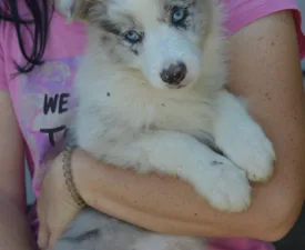 Zöld Nyakörv/ Slate Merle Szuka - Border collie Szczenię na sprzedaż