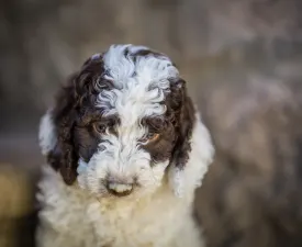 Corvo Rarior Albo - Španělský vodní pes Štěně na prodej
