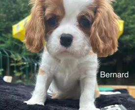 Bernard - Cavalier King Charles spániel eladó kiskutya