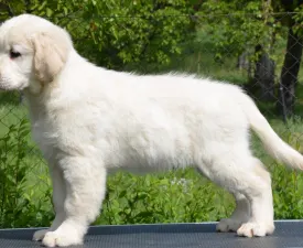 Volvo - Golden Retriever Puppy for sale