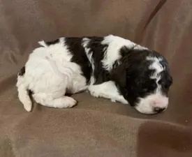 Friendly L. Killy - Romagna Water Dog Puppy for sale