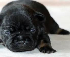 Rocco - French Bulldog Puppy for sale