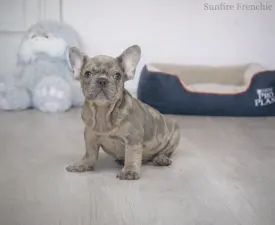 Avocado  - Französische Bulldogge Angebotener Welpe