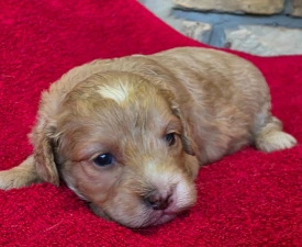 Swan - Cavapoo eladó kiskutya