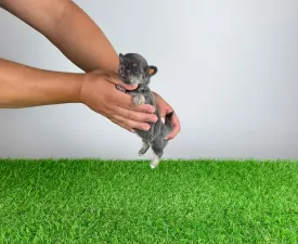 Orina - Chihuahua Cățeluș de vânzare