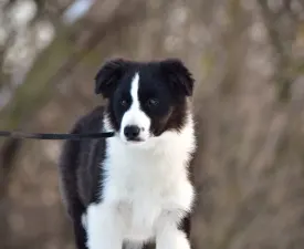 Gingers Heritage Call Me Legend - Border Collie Puppy for sale