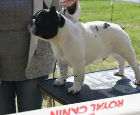 Neptuno - French Bulldog Puppy for sale