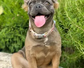 Maisy - Französische Bulldogge Angebotener Welpe