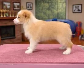 Red Girly - Border Collie Puppy for sale