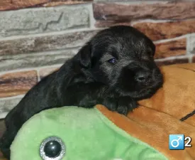 J Male2 - Törpe schnauzer eladó kiskutya