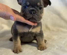 Max - Francia bulldog eladó kiskutya