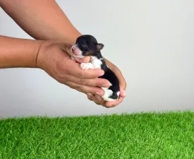 Fox - Biewer Terrier Cățeluș de vânzare