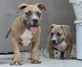 Bbb  - Amerikai Bully - Pocket eladó kiskutya