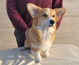 Apollo The Radiant From Farm Of Happy Dogs - Вельш-корги пемброк Щенок на продажу