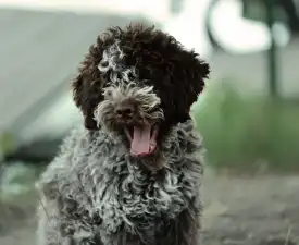Stelle Del Lagotto Amore Alwin Berger - Лаготто-романьоло Щенок на продажу