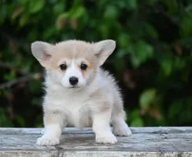 Magnólia - Pembroke Welsh Corgi eladó kiskutya