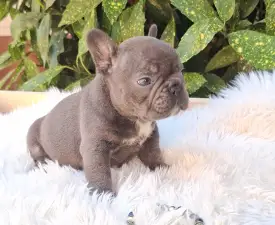 Davis - French Bulldog Puppy for sale