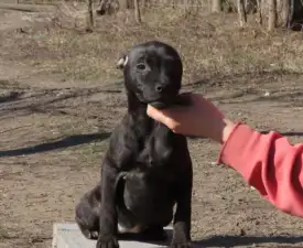 Dailos No Refund - Staffordshire Bull Terrier Puppy for sale