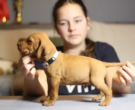 Lamborghini - Hungarian Short-haired Vizsla Puppy for sale