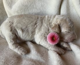 Friendly Lagotto Bessye - Romański pies dowodny Szczenię na sprzedaż