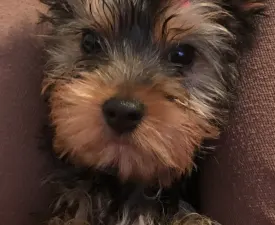 Roxy Imolayorki - Yorkshire Terrier Puppy for sale