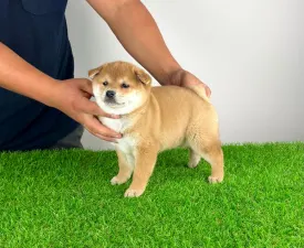 Yoshiko - Shiba eladó kiskutya