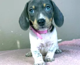 Dina  - Dackel Angebotener Welpe