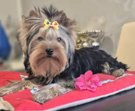 Jingle Bell Of Midsummer Nights Miracle - Yorkshire Terrier eladó kiskutya