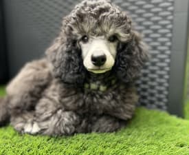 Alonso - Poodle Medium Puppy for sale