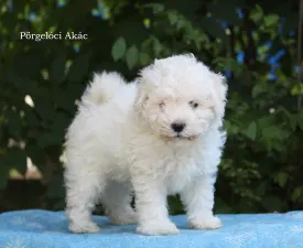 Akác - Puli eladó kiskutya